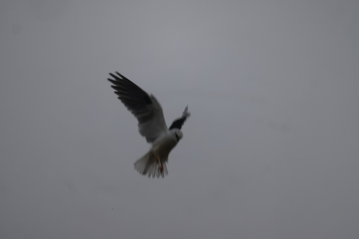 Black-shouldered Kite - ML621159362