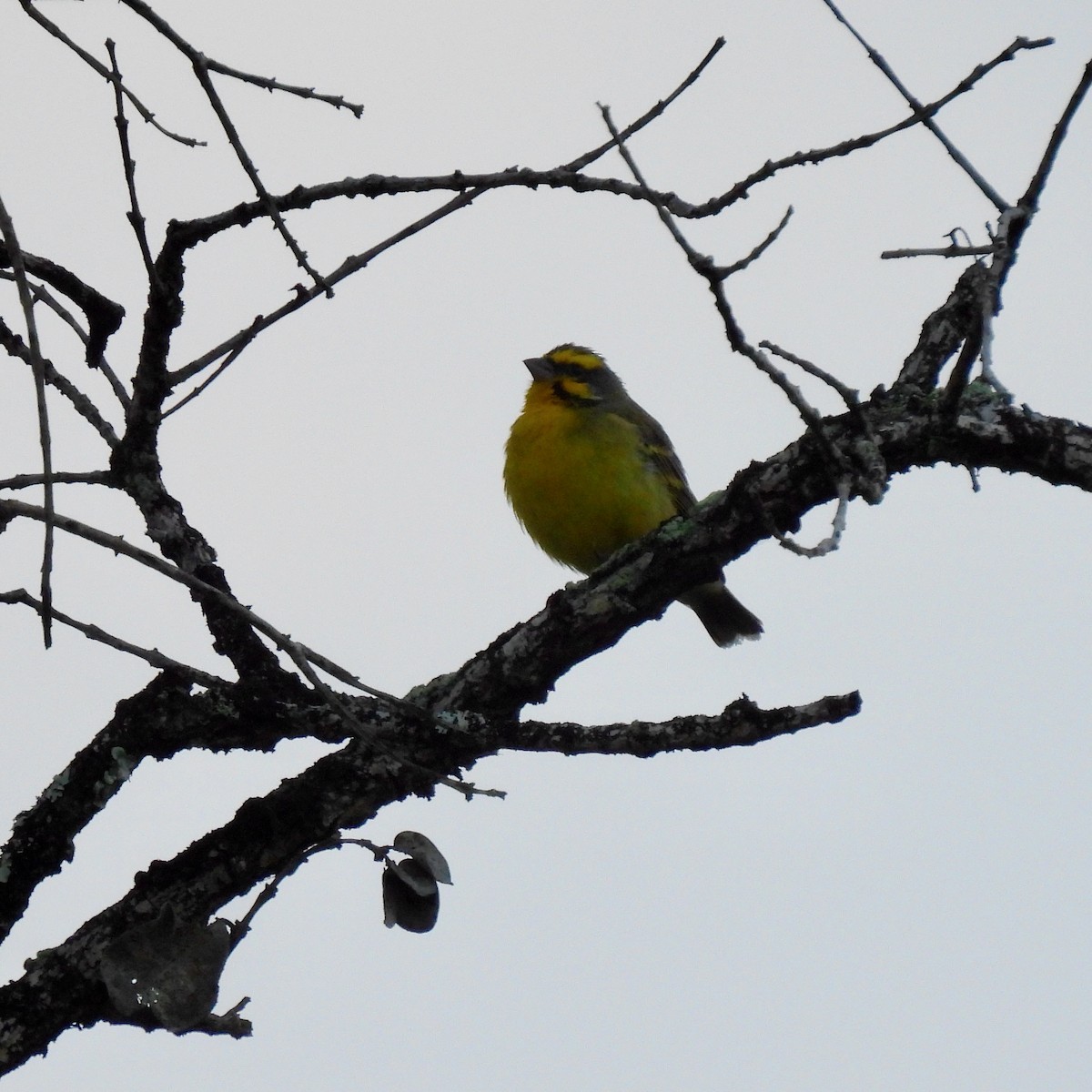 Yellow-fronted Canary - ML621159384