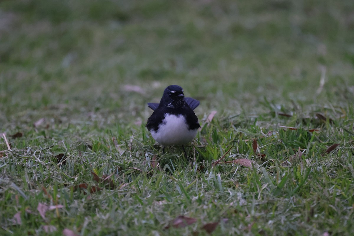 Willie-wagtail - ML621159390