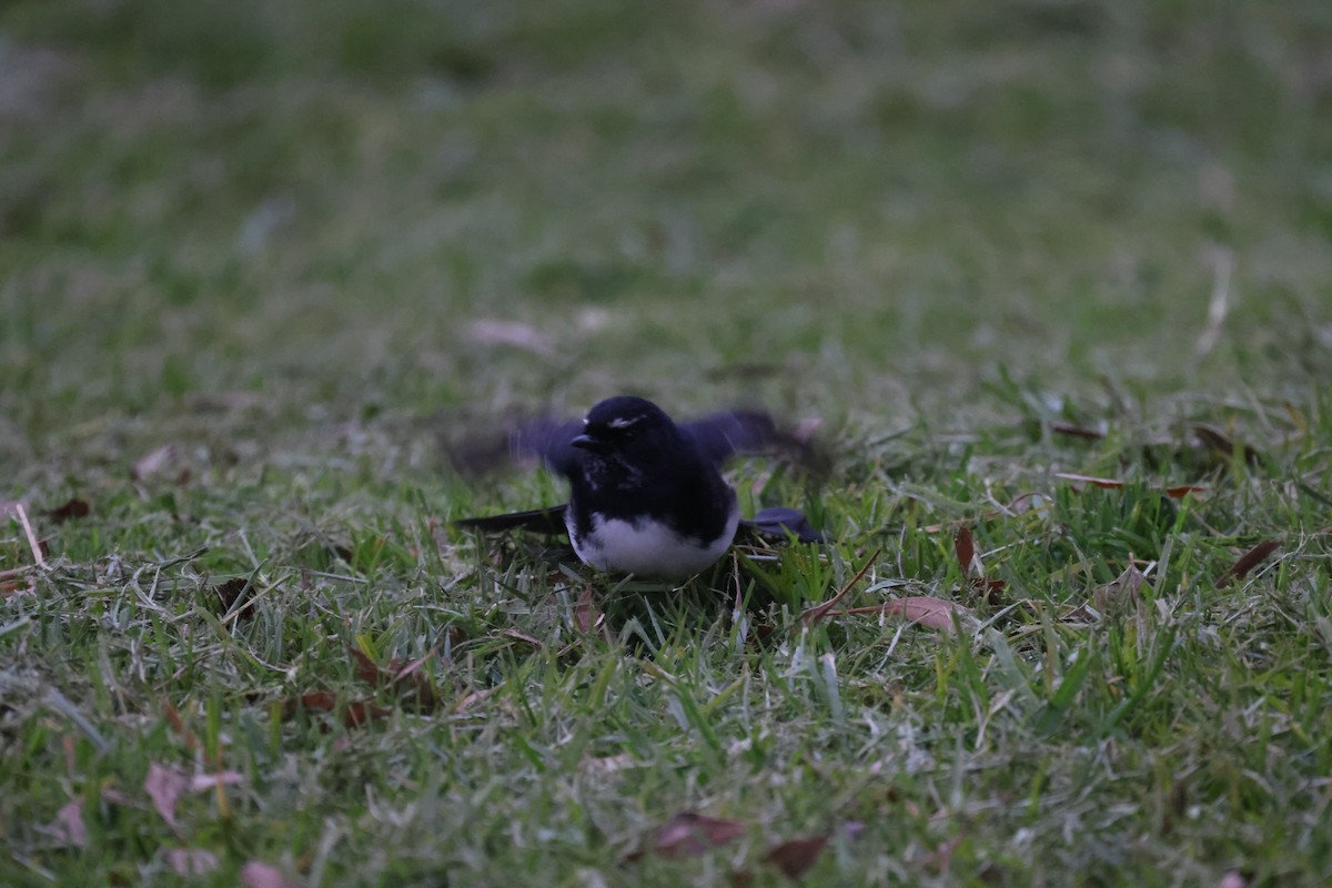 Willie-wagtail - ML621159392