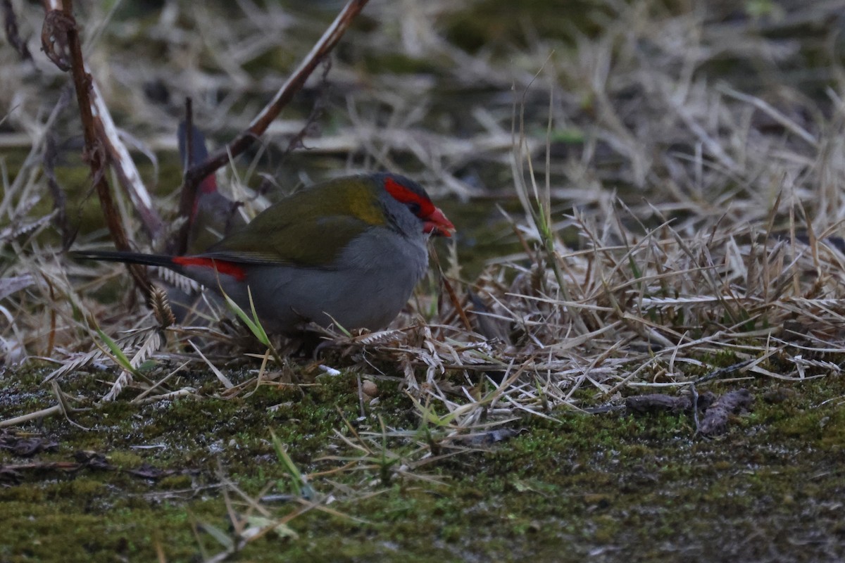 Red-browed Firetail - ML621159395