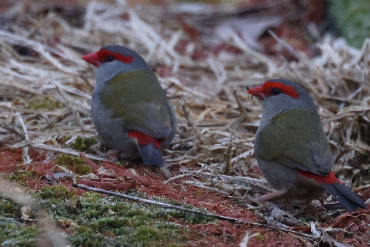 Red-browed Firetail - ML621159396