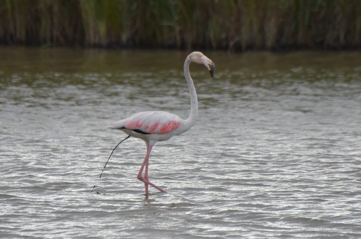 Greater Flamingo - ML621159399