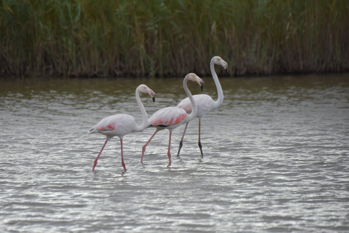 Greater Flamingo - ML621159400