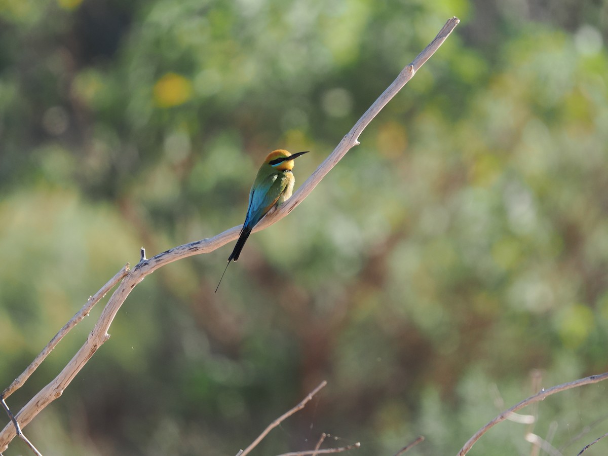Rainbow Bee-eater - ML621159411
