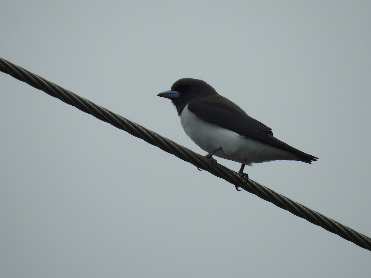 White-breasted Woodswallow - ML621159412
