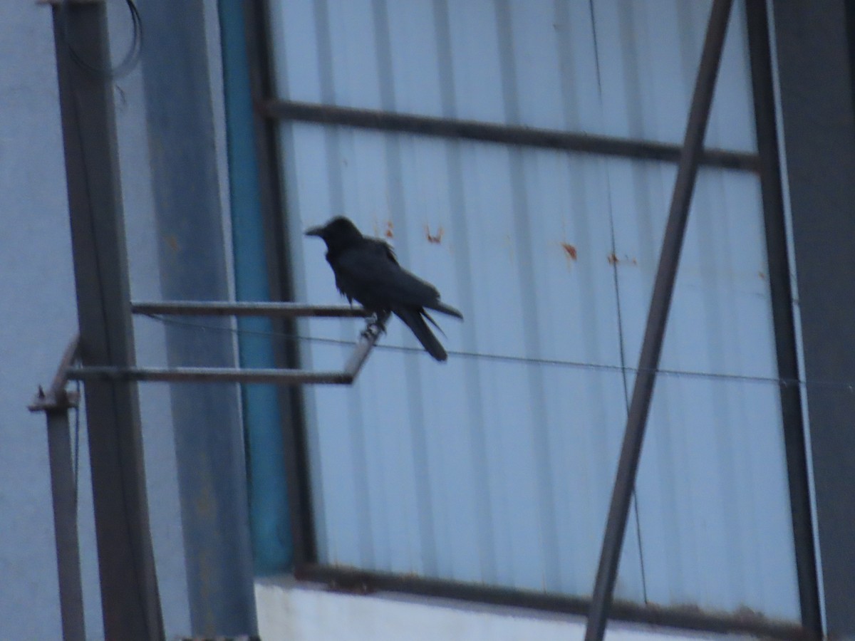 Large-billed Crow - ML621159455