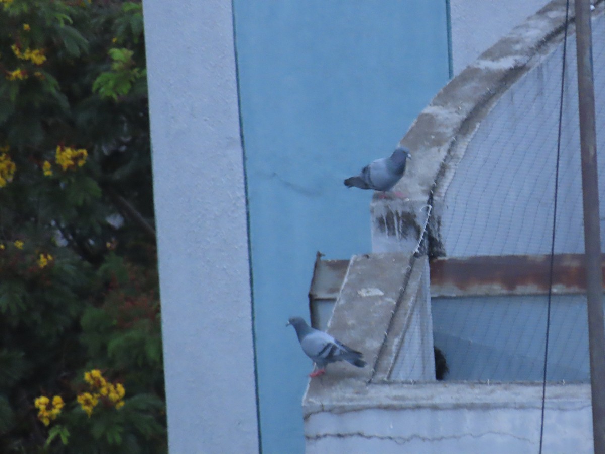 Rock Pigeon (Feral Pigeon) - ML621159457
