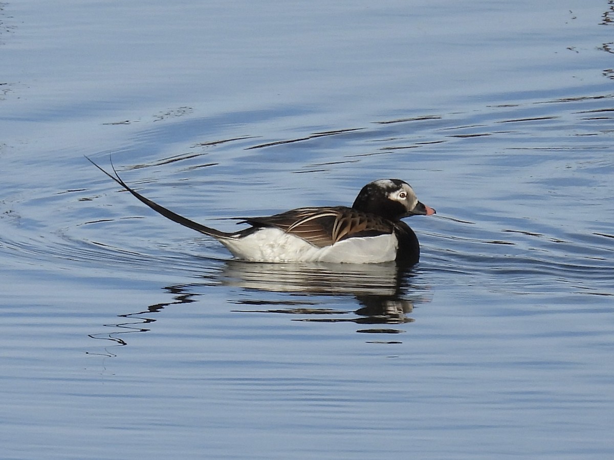 Long-tailed Duck - ML621159458