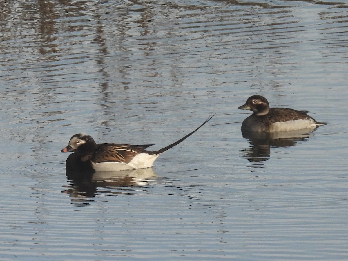 Long-tailed Duck - ML621159459