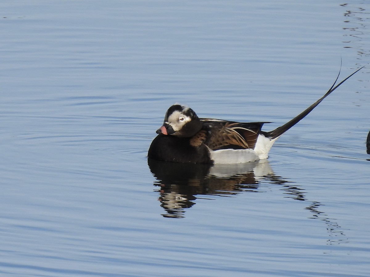 Long-tailed Duck - ML621159460