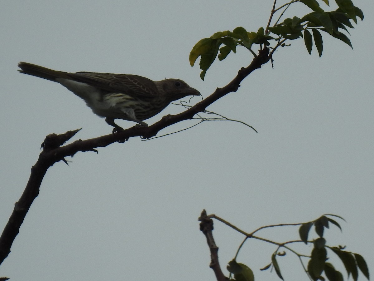 Australasian Figbird - ML621159465