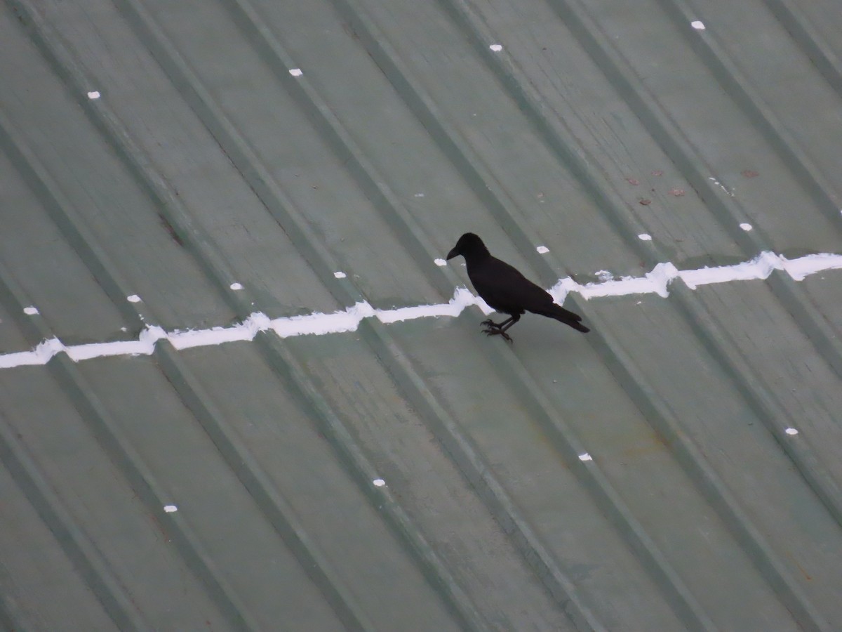 Large-billed Crow - ML621159475