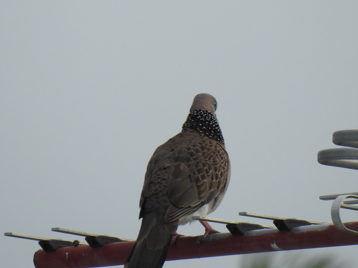 Spotted Dove - ML621159477