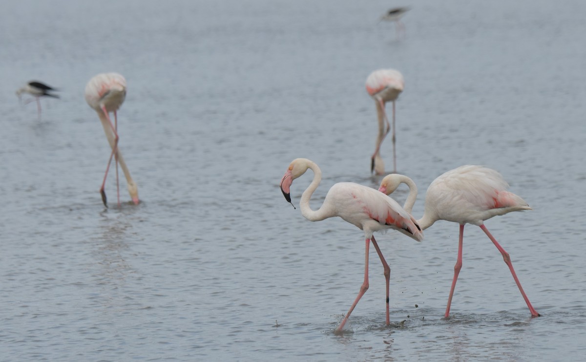 Greater Flamingo - ML621159479