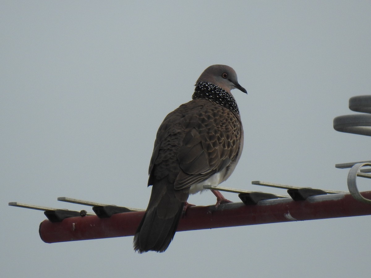 Spotted Dove - ML621159482
