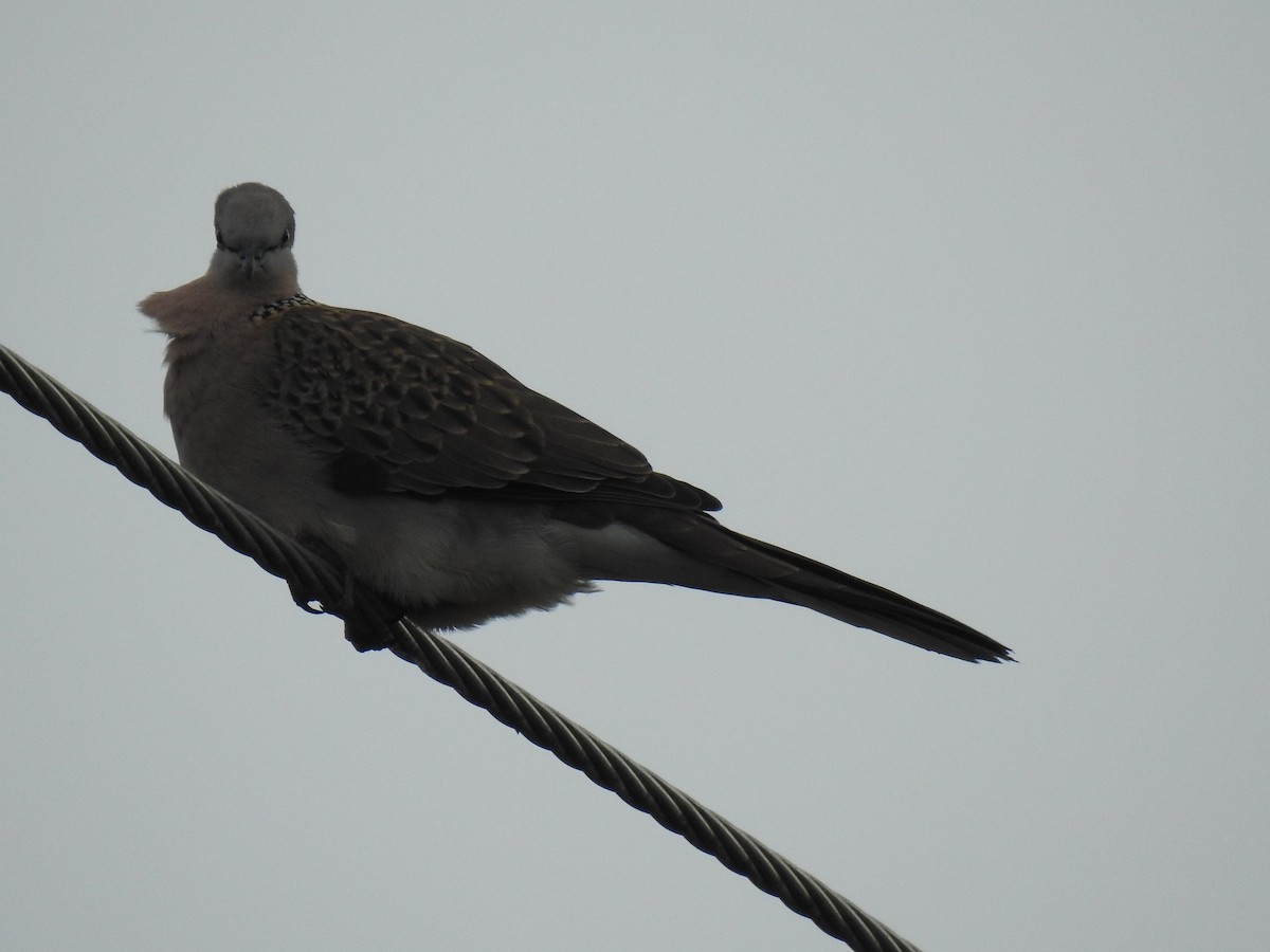 Spotted Dove - ML621159487