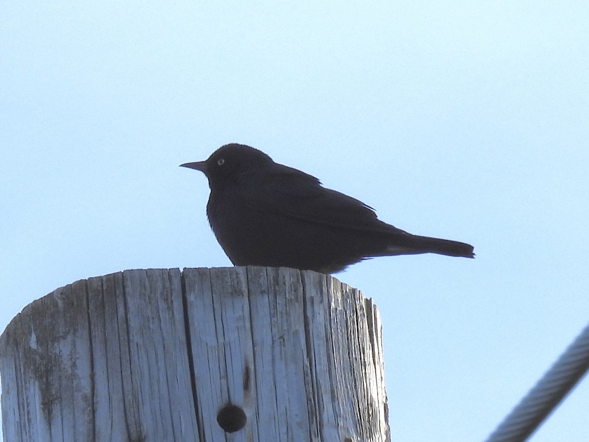 Rusty Blackbird - ML621159492