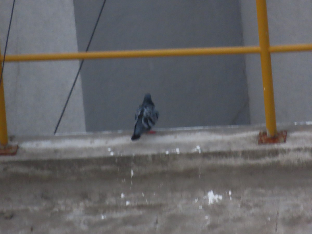 Rock Pigeon (Feral Pigeon) - ML621159494