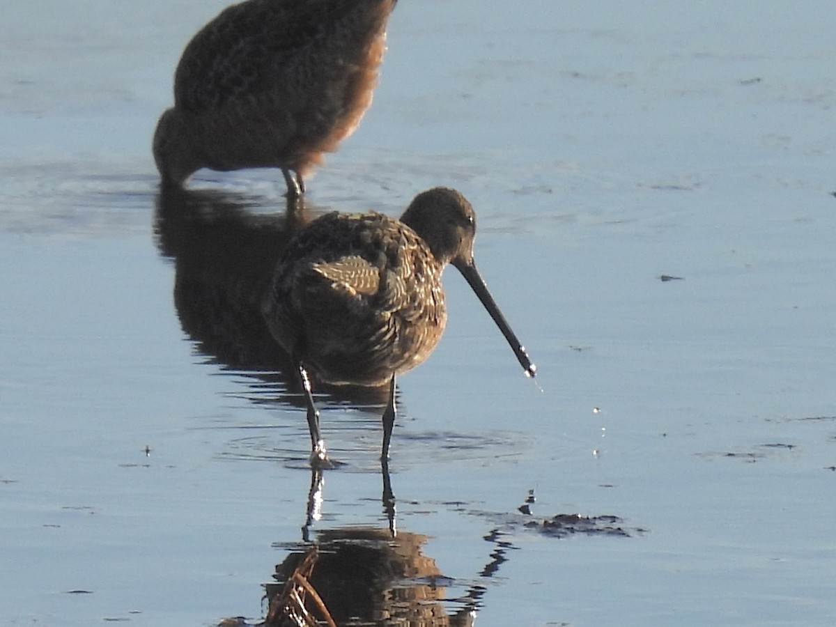 Long-billed Dowitcher - ML621159515