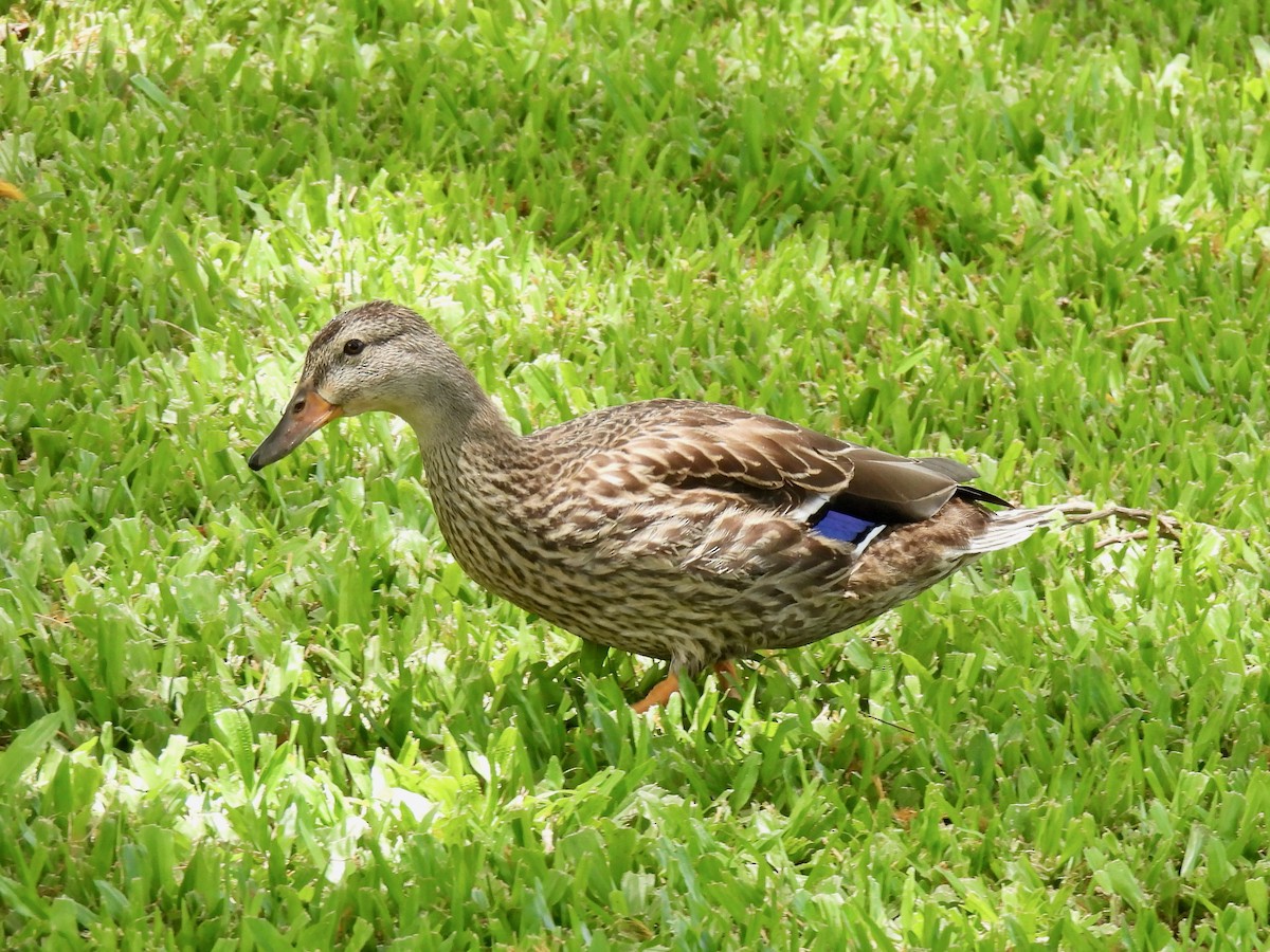 Mallard x Hawaiian Duck (hybrid) - ML621159518