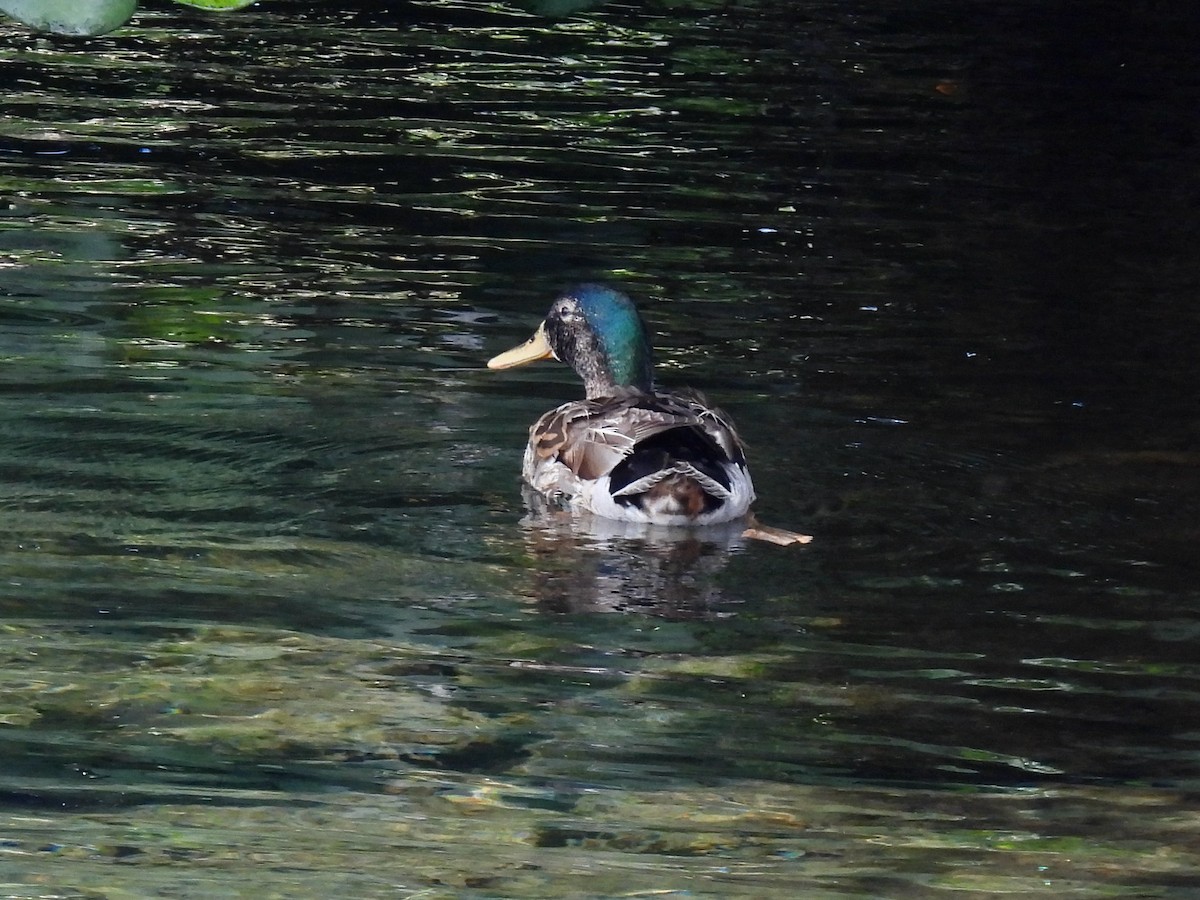 Mallard x Hawaiian Duck (hybrid) - ML621159527