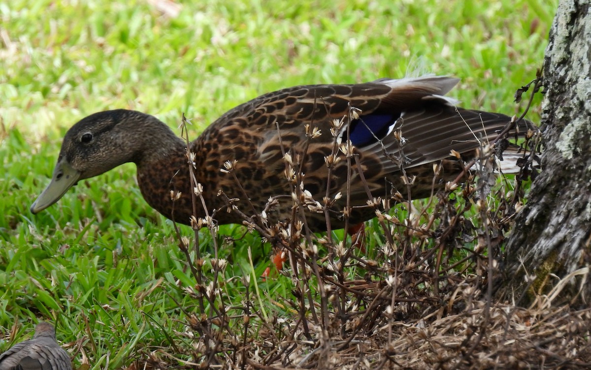 Mallard x Hawaiian Duck (hybrid) - ML621159529