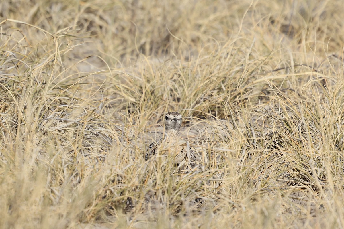 Double-banded Courser - ML621159547