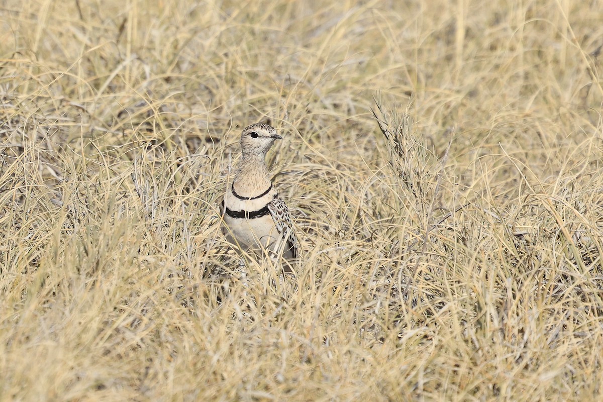 Double-banded Courser - ML621159548