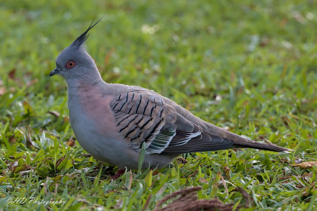 Crested Pigeon - ML621159564