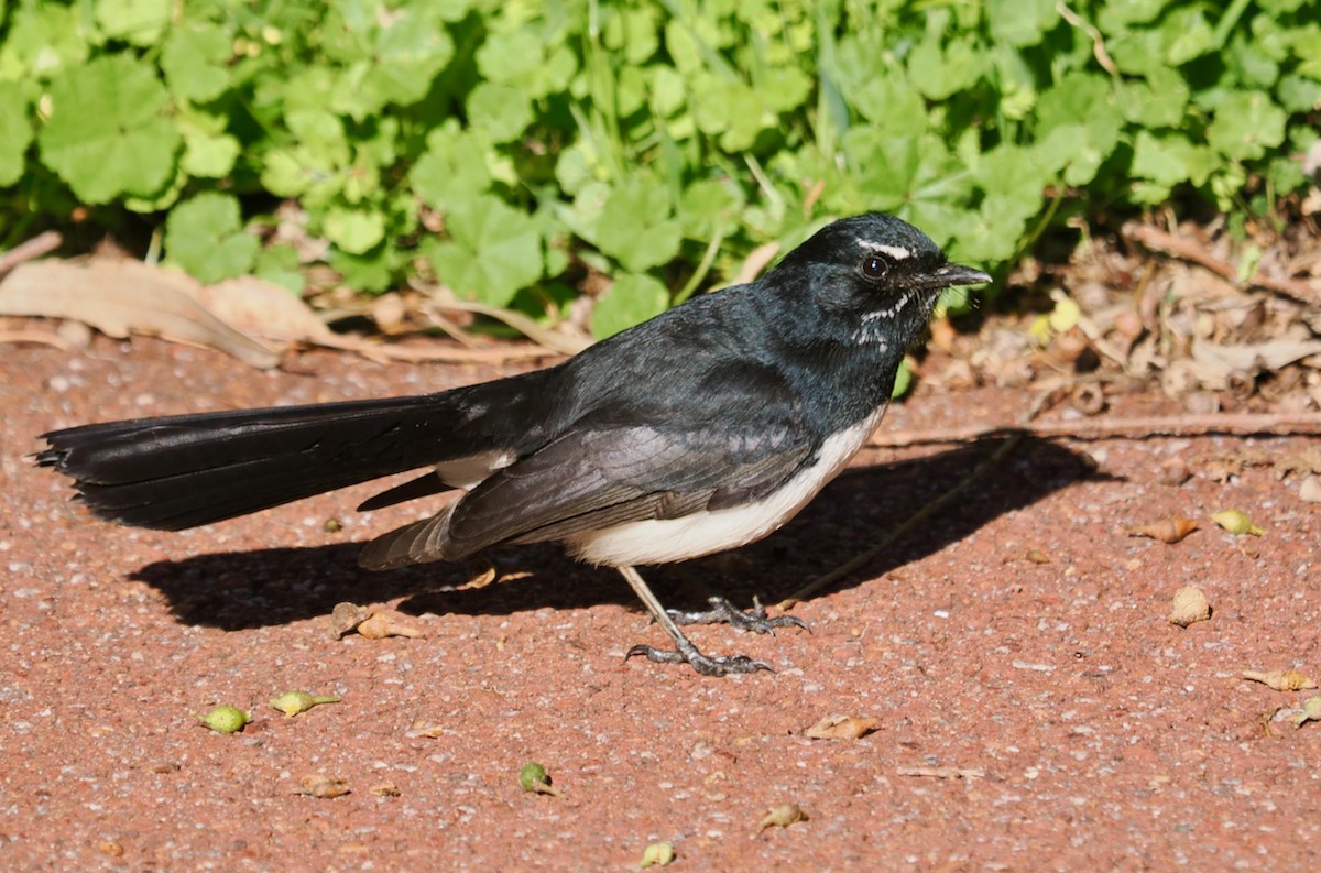 Willie-wagtail - ML621159567