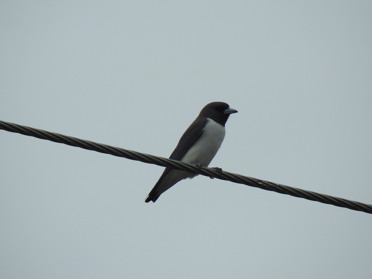 White-breasted Woodswallow - ML621159568