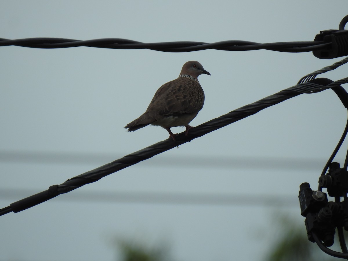 Spotted Dove - ML621159582