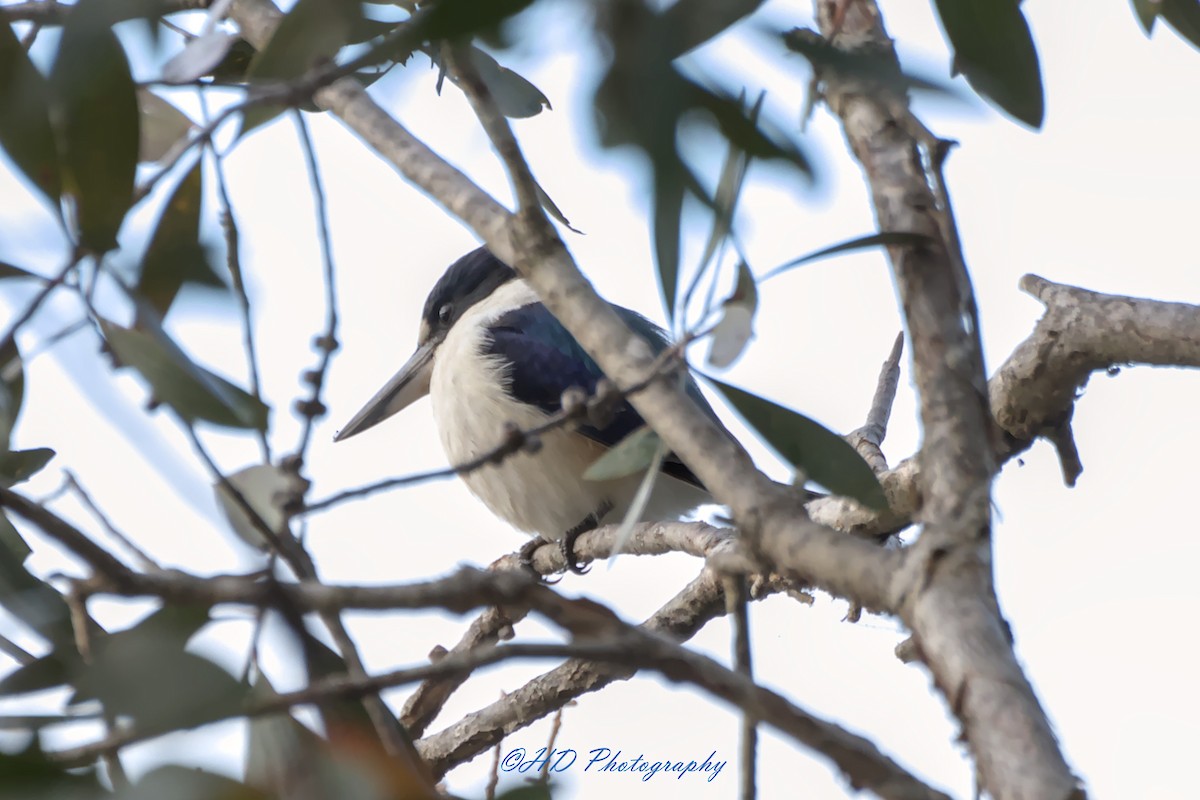 Forest Kingfisher - ML621159591