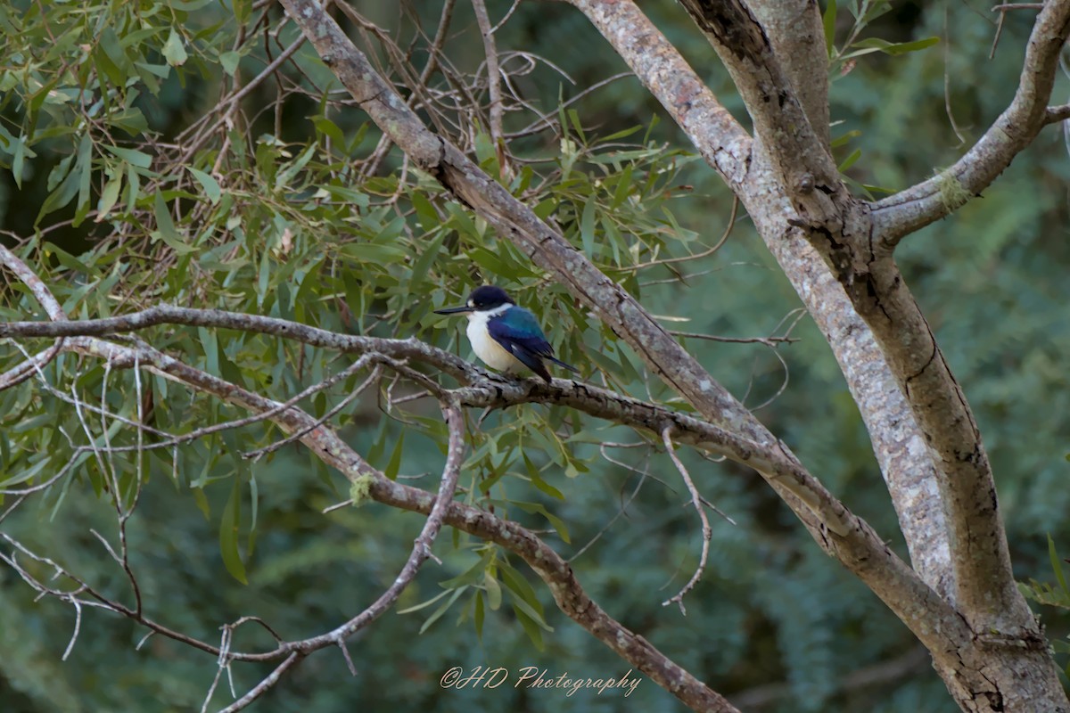 Forest Kingfisher - ML621159592