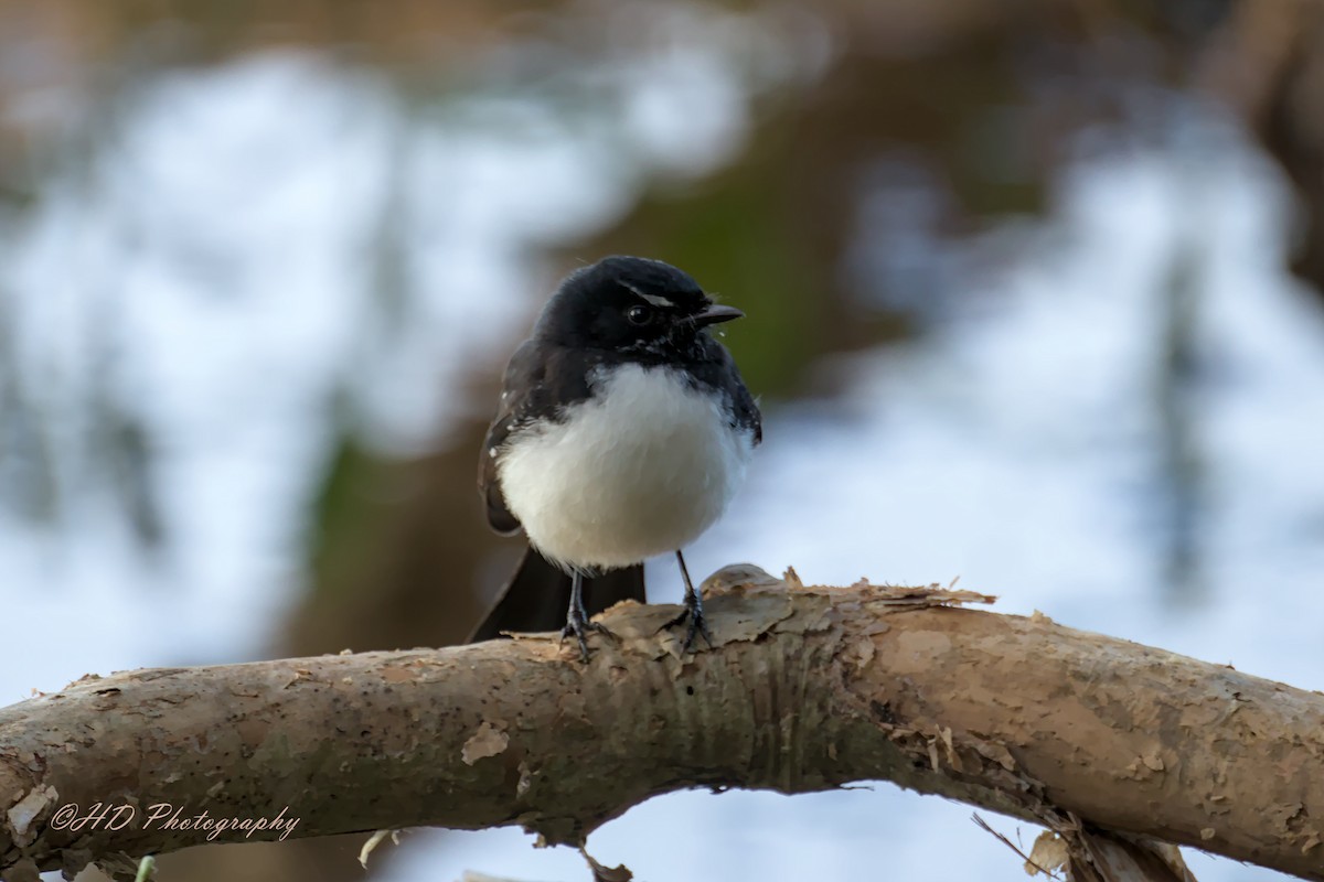 Willie-wagtail - ML621159594