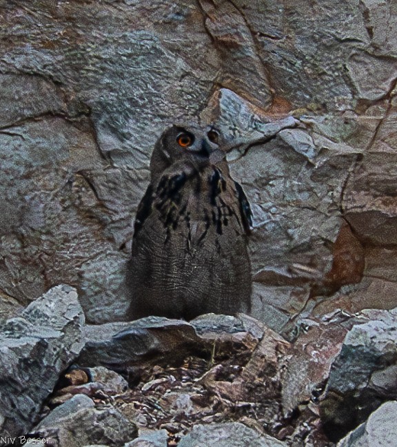 Eurasian Eagle-Owl - ML621159604