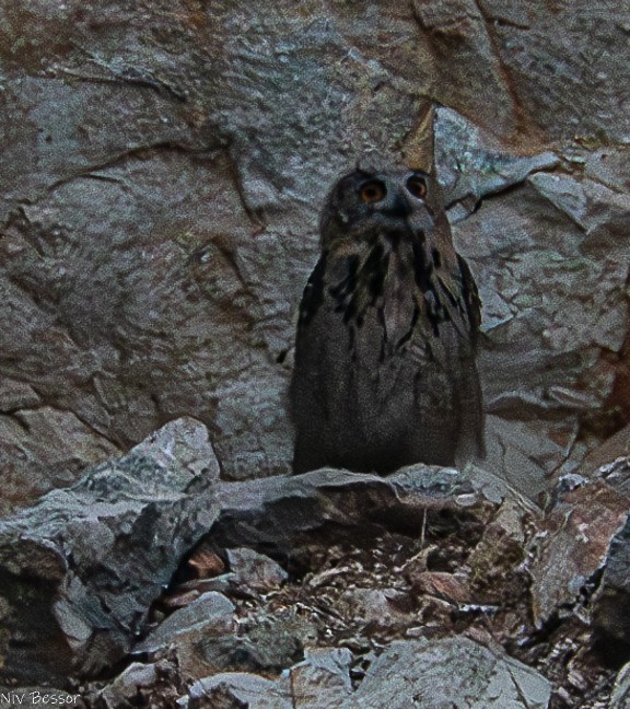 Eurasian Eagle-Owl - ML621159605