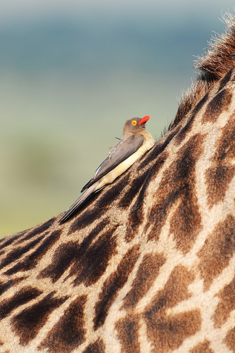 Red-billed Oxpecker - ML621159615