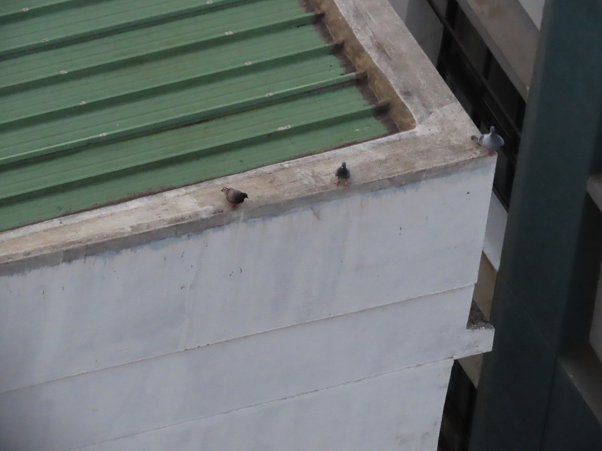 Rock Pigeon (Feral Pigeon) - ML621159619