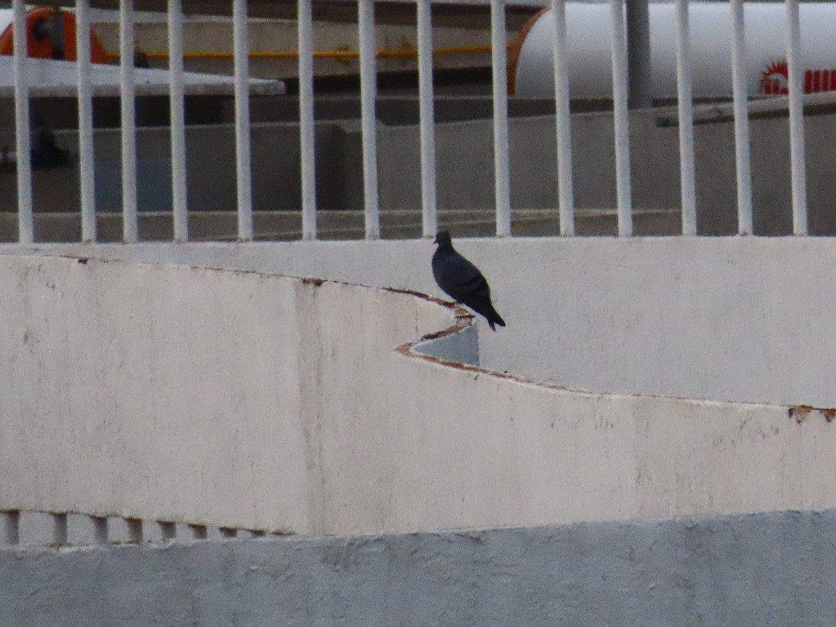 Rock Pigeon (Feral Pigeon) - ML621159621
