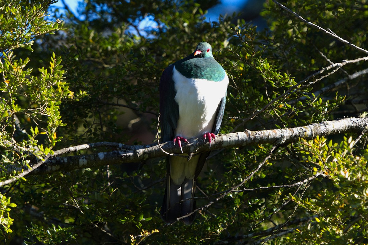New Zealand Pigeon - ML621159623