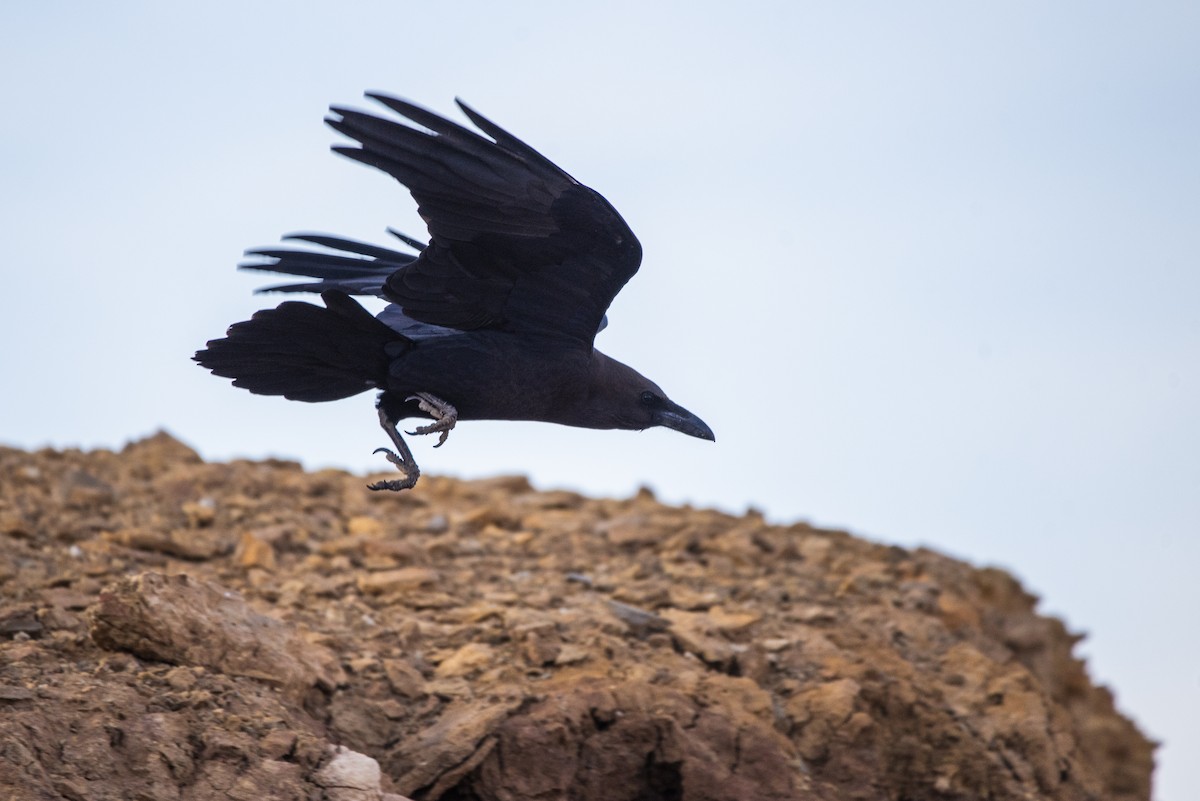 Brown-necked Raven - ML621159640