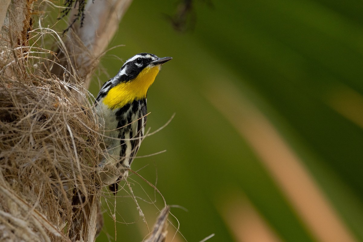 Yellow-throated Warbler - ML621159651