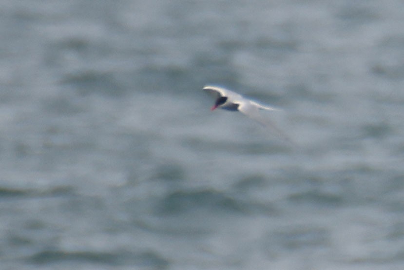 Arctic Tern - ML621159671