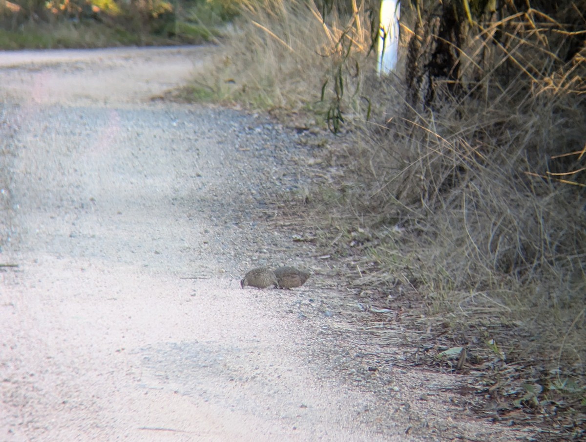 Brown Quail - ML621159690