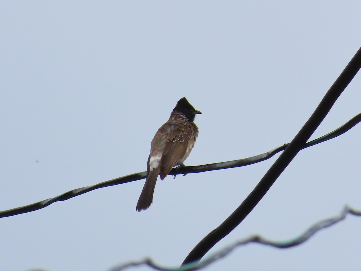 Red-vented Bulbul - ML621159702