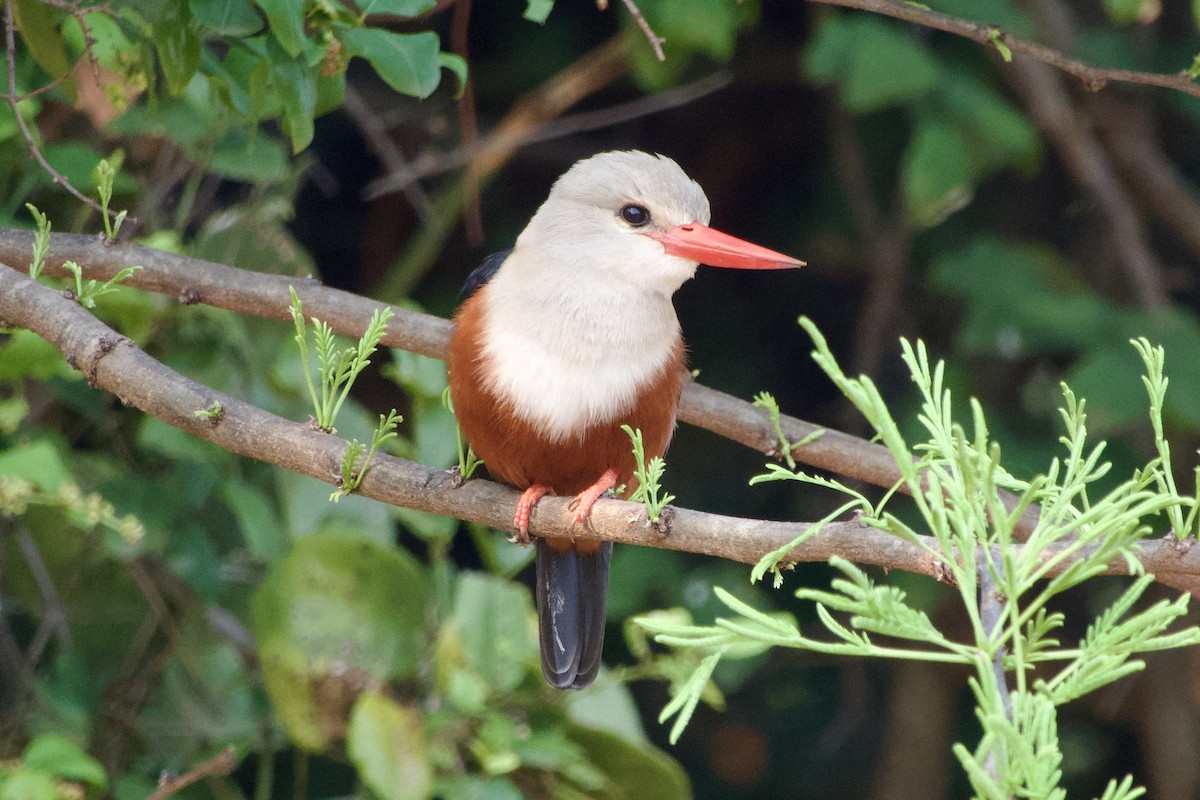 Gray-headed Kingfisher - ML621159749