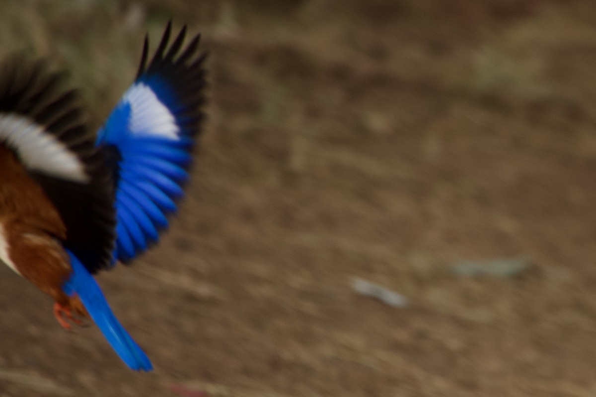 Gray-headed Kingfisher - ML621159750