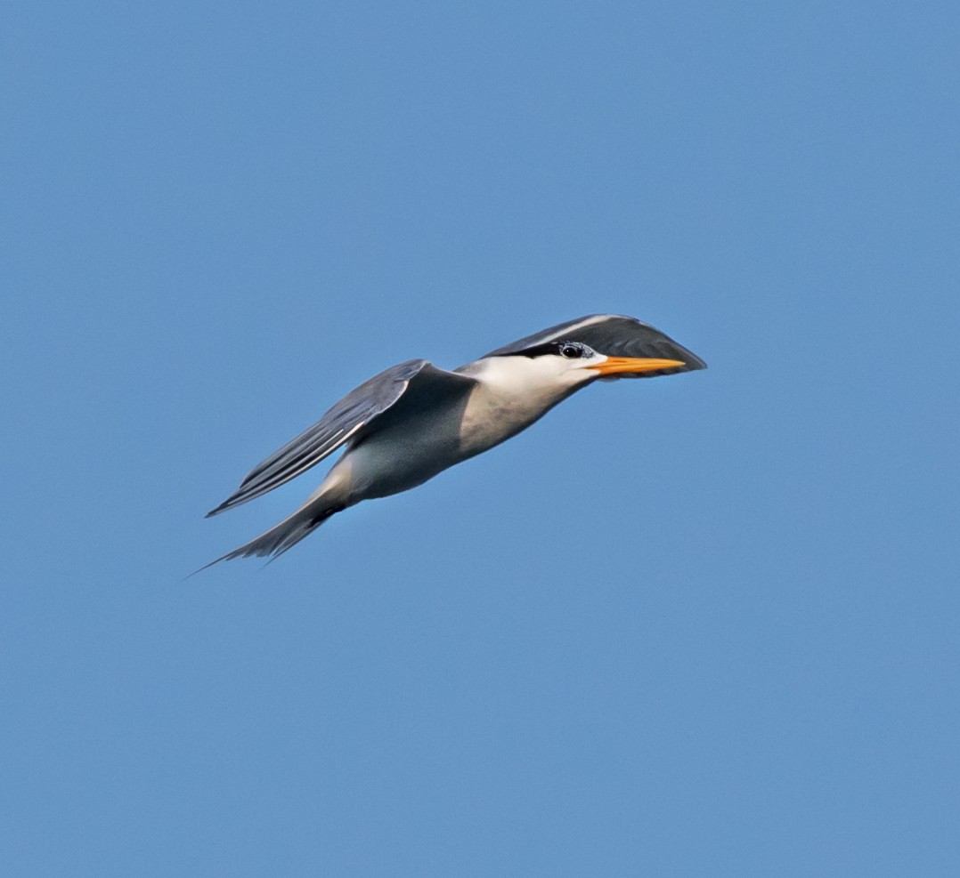 Lesser Crested Tern - ML621159755